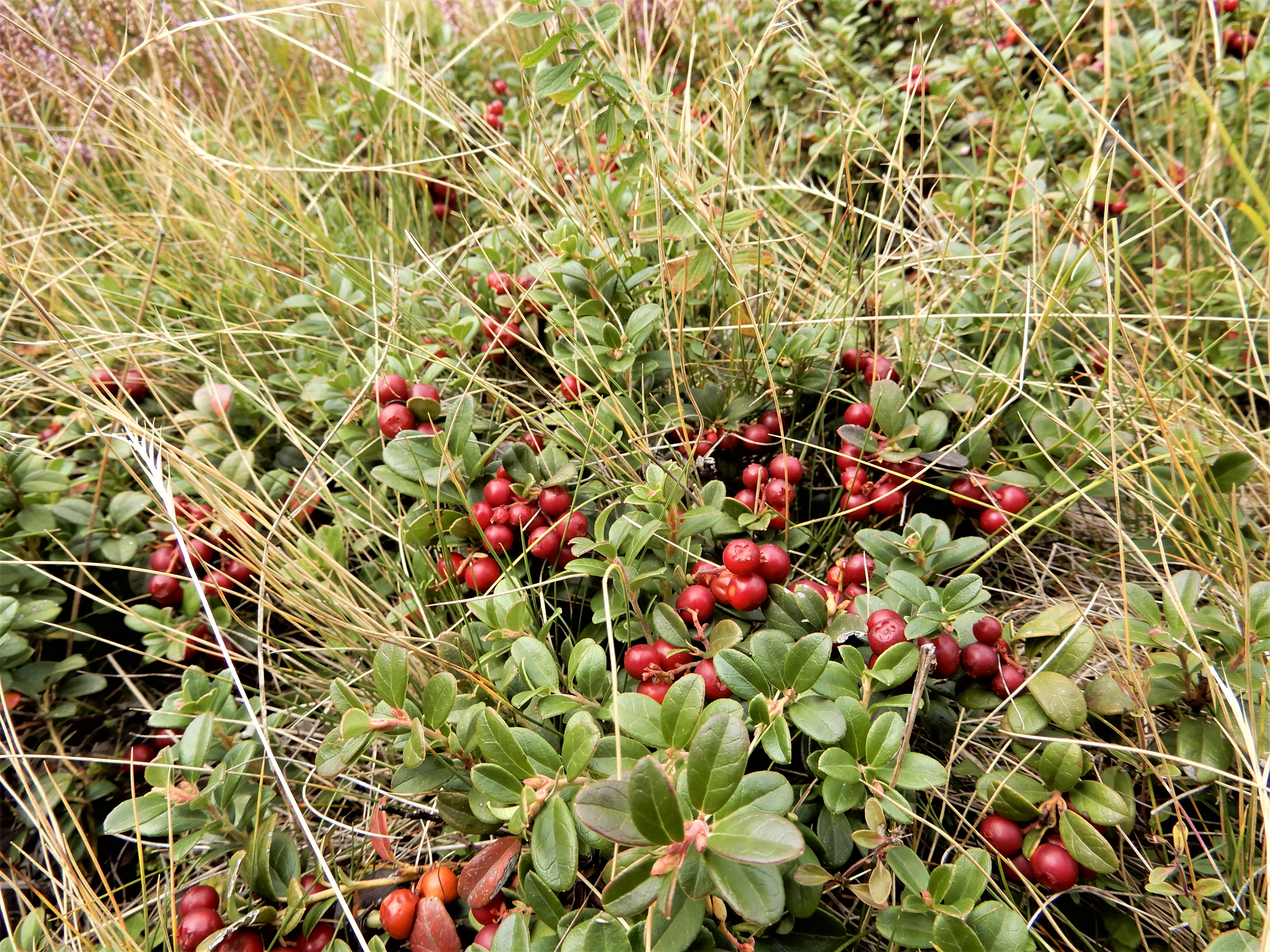 Vörös áfonya (Vaccinium vitis-idaea)