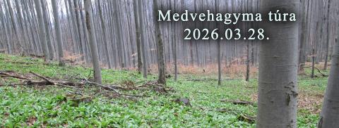Medvehagyma túra
